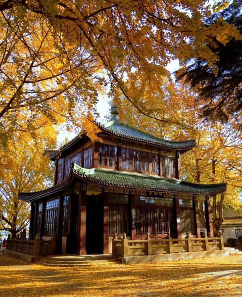 南京银杏树哪里最好看最出名