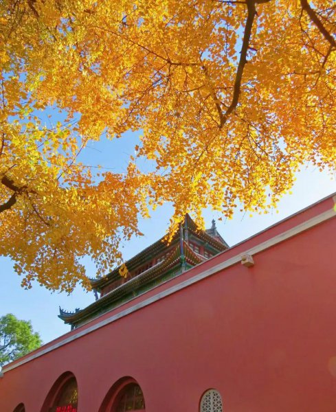 南京银杏树哪里最好看最出名