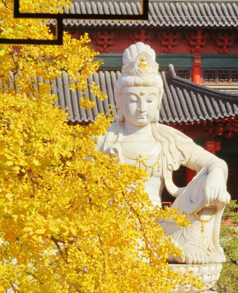 南京银杏树哪里最好看最出名