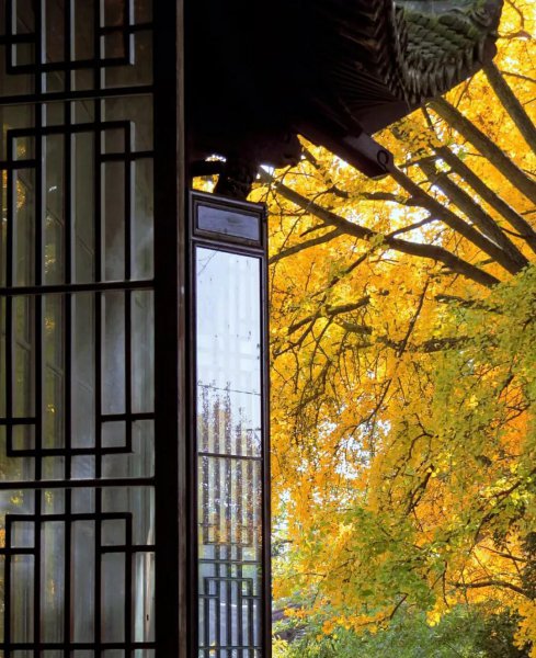 南京银杏树哪里最好看最出名