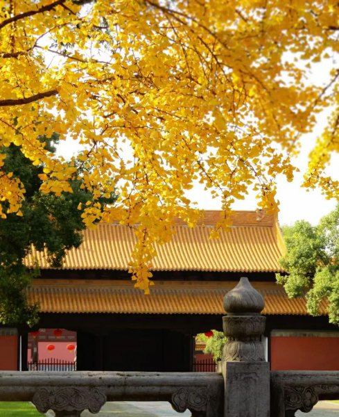 南京银杏树哪里最好看最出名