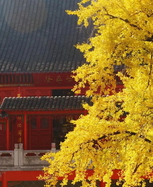 南京银杏树哪里最好看最出名