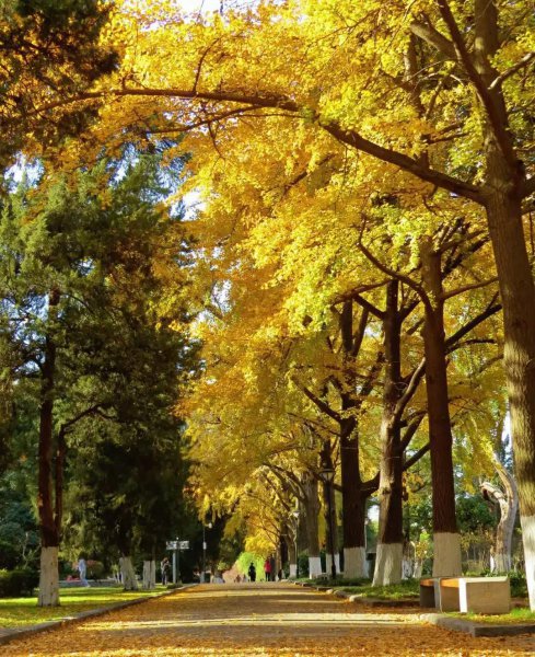 南京银杏树哪里最好看最出名