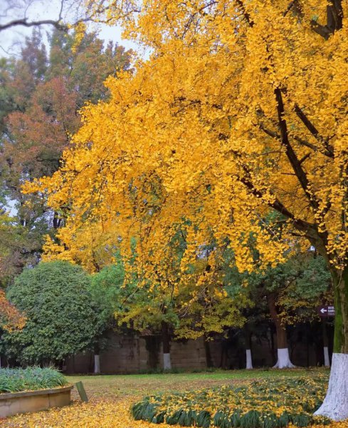 南京银杏树哪里最好看最出名