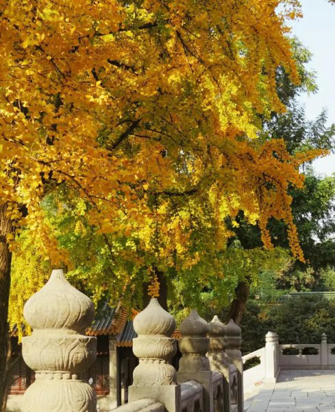 南京银杏树哪里最好看最出名