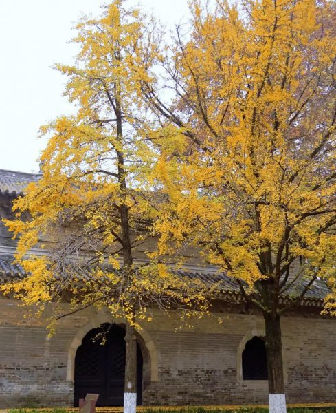 南京银杏树哪里最好看最出名