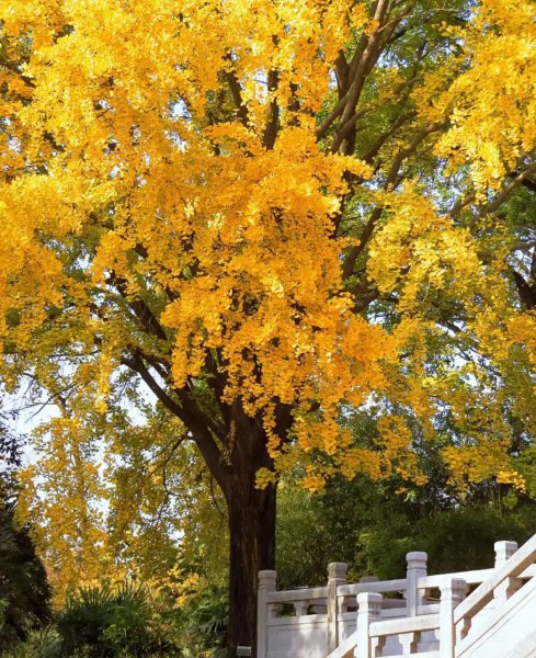 南京银杏树哪里最好看最出名