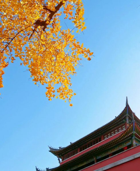 南京银杏树哪里最好看最出名