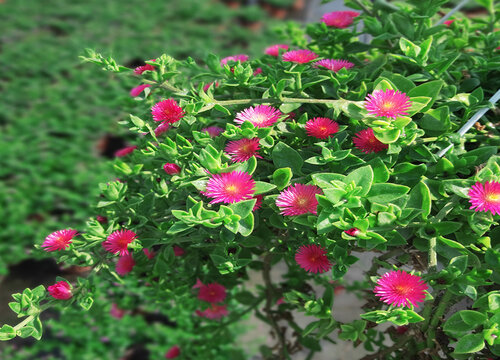 牡丹吊兰没根能活吗