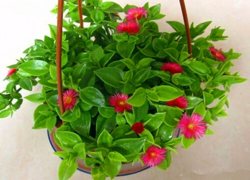 牡丹吊兰没根能活吗