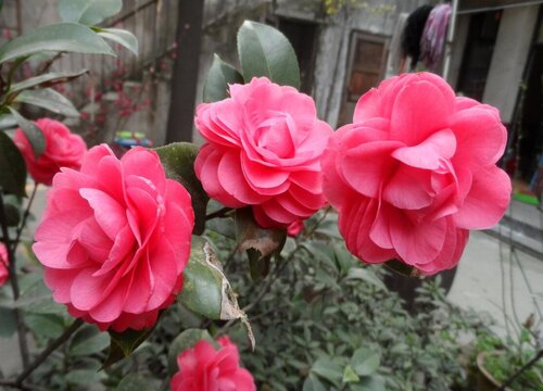 茶花如何施肥更轻松