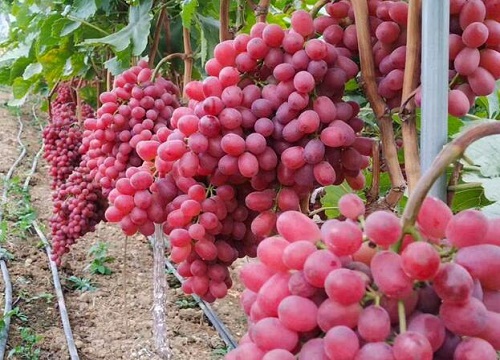 提子可以带皮吃吗