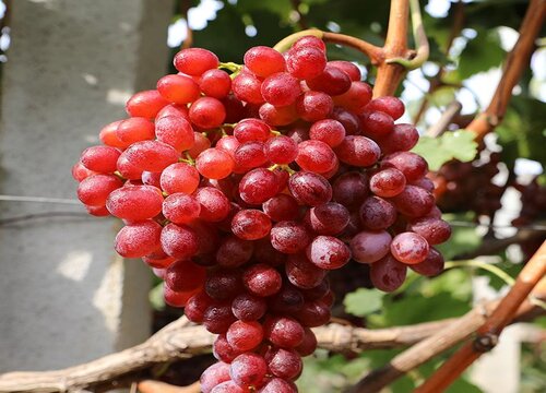 提子可以带皮吃吗