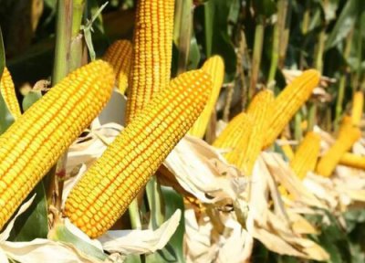 协玉306玉米种子简介 介绍协玉306积温、抗倒伏