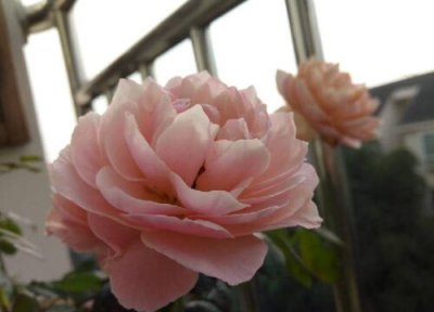 复古珊瑚月季是藤本还是灌木 复古珊瑚月季属于藤本还是灌木