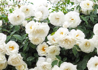 蔷薇种植多久开花 从幼苗到开花需要多久