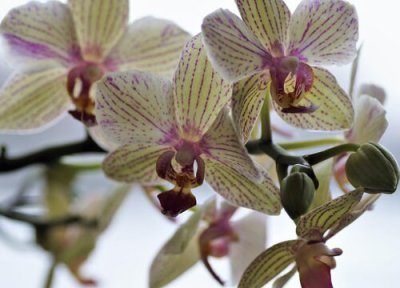 蝴蝶兰花的根太多可以剪吗 如何给蝴蝶兰剪花芽开花量能多3倍