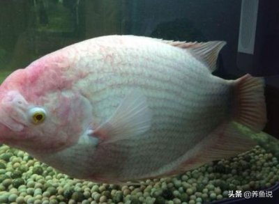 鱼身上出现红血斑怎么办 观赏鱼身上长红点是什么原因