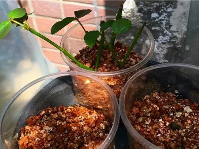 月季花什么季节扦插成活率高 什么时间扦插月季花最好