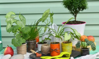 山东室外庭院植物有哪些 山东室外庭院可以种哪些植物