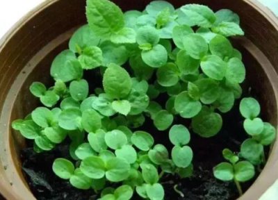 猕猴桃发芽环境 猕猴桃怎么发芽快