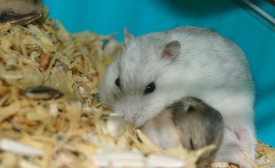 仓鼠窝里铺什么东西保暖 仓鼠用木屑还是纸棉垫料效果好