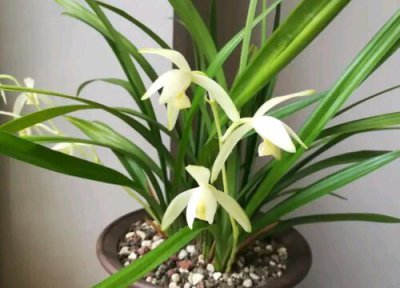 建兰几天浇一次水合适 建兰浇水容易腐不浇又空根怎么办