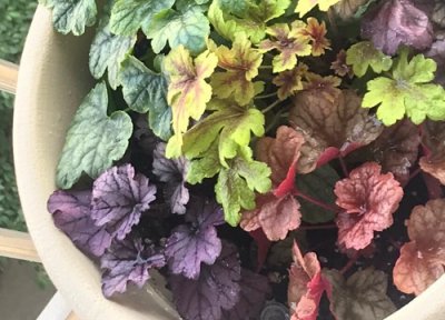 矾根过冬最低温度 冬天矾根盆栽能耐多少度低温不冻死