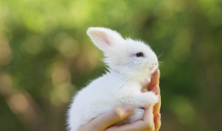 招财兔摆放禁忌 招财兔如何摆放