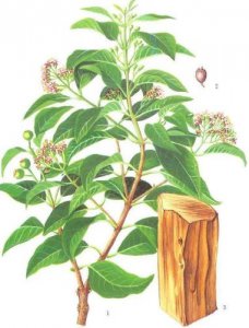 室内熏香是檀香好还是沉香好 檀香和沉香有什么不同