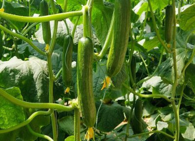 黄瓜种植甜脆直要放什么肥料 种植黄瓜怎样施肥才好