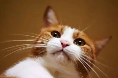 猫咪的胡须有什么作用 介绍胡子对于小猫来说有多重要
