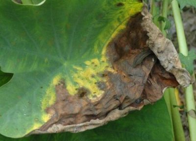 莲藕种植中常见病害 莲藕病虫害防治方法与技术措施