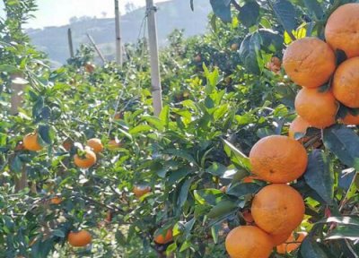 沃柑叶子全掉光了是什么原因 沃柑叶子干枯掉落怎么回事