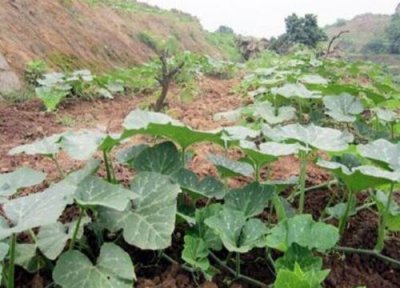 南瓜需要施什么肥料 一般种植南瓜什么时候施肥方法