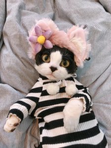 养猫的注意事项 家里猫咪养猫21大禁忌