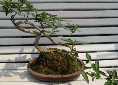 金银花怎么修根 金银花需要修根吗