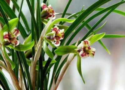 描写兰花高洁淡雅的诗句 赞美兰花清香优雅的经典诗句