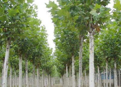 梧桐树简介 梧桐树和泡桐树的区别