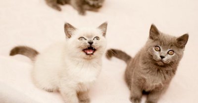 粘人又安静的小型宠物品种 有什么小型好养的粘人动物