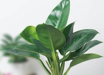 金钻是否怕冻 金钻冬天怎么养护