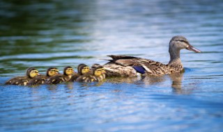 鸭子绒毛怎么处理干净 鸭毛怎么处理