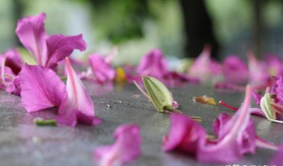 林花谢了春红太匆匆 林花谢了春红的寓意是什么