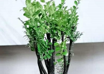 平安树能用啤酒水浇吗 平安树可以浇啤酒水吗