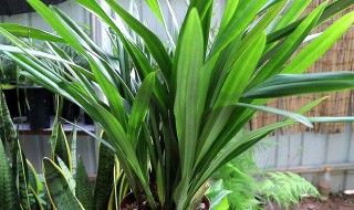 墨兰叶子干枯怎么回事 墨兰叶子干枯的原因