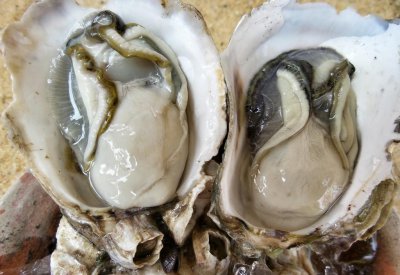 生蚝怎么挑选肥的 老渔民揭秘挑选肥美肉多生蚝的窍门