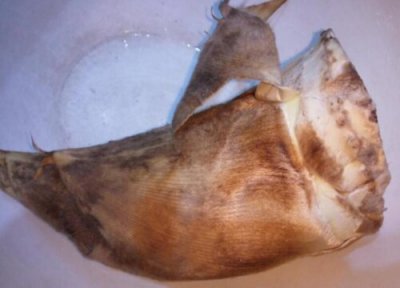 毛笋什么时候上市 上市时间是几月份