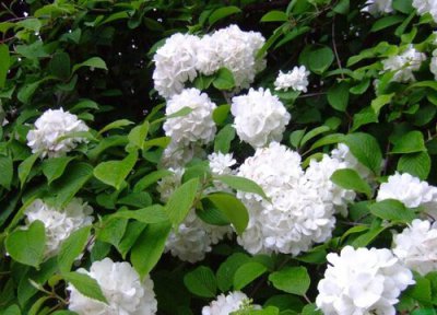 木绣球哪个品种好 木本绣球有哪些品种