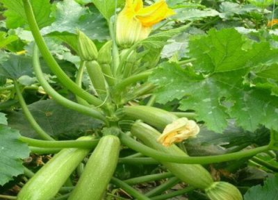 西胡芦播种适合时间 西胡芦什么时候播种合适