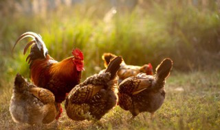 挑选健康鸡方法 怎么挑选健康鸡